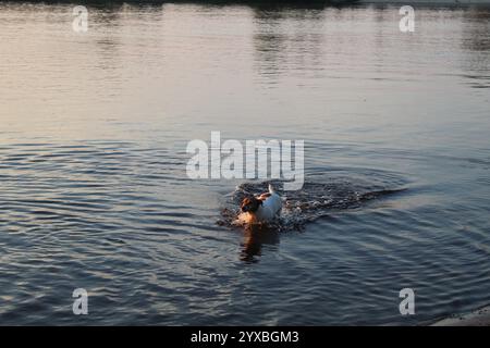 Jack Russell sur le lac. Baigner les chiens en eau libre. Banque D'Images