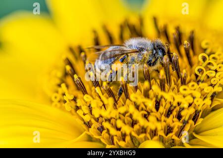 Un tournesol vibrant en pleine floraison met en valeur ses pétales jaunes et son centre complexe, où une abeille occupée recueille le pollen. Cette scène naturelle met en valeur th Banque D'Images