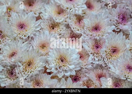 Gros plan de fleurs sur un marché de Bangkok Banque D'Images