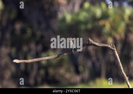Mangeur d'abeilles à front blanc perché sur une branche Banque D'Images