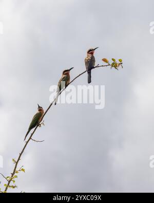 Trois mangeurs d'abeilles à front blanc Banque D'Images