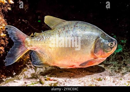 amazonie, poisson amazonien, amazonie faune, amazonie, barbecue, brésil, brésil, cuisine brésilienne, cuisine brésilienne, gros plan, colossoma macropomum, comi Banque D'Images