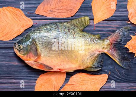 amazonie, poisson amazonien, amazonie faune, amazonie, barbecue, brésil, brésil, cuisine brésilienne, cuisine brésilienne, gros plan, colossoma macropomum, comi Banque D'Images