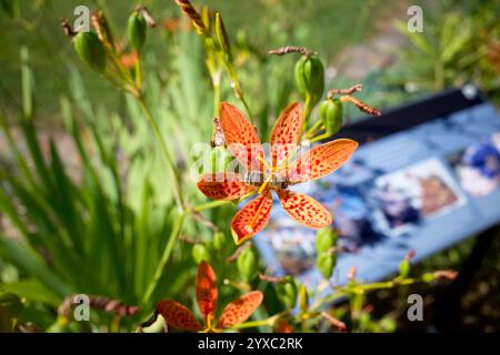 Une Iris domestica rouge au centre de l'image. Il est aussi connu sous le nom de BlackBerry Lily. Il y avait une abeille ramassant du nectar. Banque D'Images