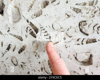 Pointage du doigt pour gros plan de fossiles de coquillages en spirale dans la roche calcaire sur le mur du bâtiment, Londres, Angleterre, Royaume-Uni Banque D'Images