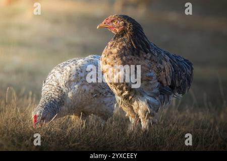 deux poulets sur la pelouse naturelle dans une ferme bio dans la belle lumière de l'aube Banque D'Images