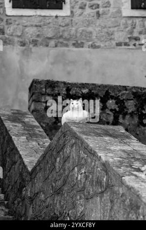 Architecture traditionnelle et vue sur la rue dans la vieille ville de Kotor, historiquement connue sous le nom de Cattaro, une ville côtière du Monténégro. Banque D'Images