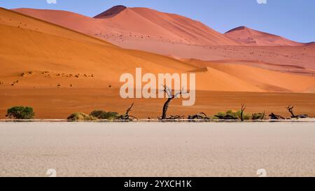 Plusieurs arbres morts, séchés et pétrifiés, une dune orange en arrière-plan, Deadvlei, Parc National de Sesriem, Namibie, Afrique. Banque D'Images