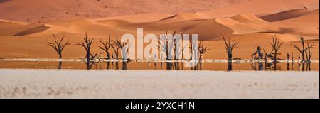 Image panoramique haute résolution de plusieurs arbres morts, séchés et pétrifiés, une dune orange en arrière-plan, Deadvlee, Namibie, Afrique. Banque D'Images