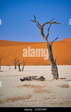 Plusieurs arbres morts, séchés et pétrifiés, une dune orange en arrière-plan, Deadvlei, Parc National de Sesriem, Namibie, Afrique Banque D'Images