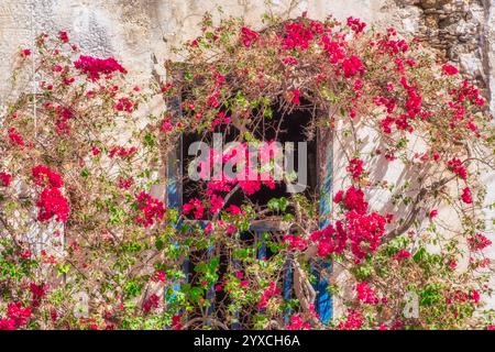 Détail floral et architectural de fleurs de bougainvilliers sur le mur avec porte bleue, Grèce Banque D'Images