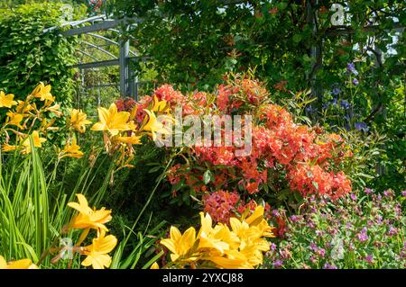 Amazin orange et violet rhododendron et jaune jour à Helsinki : fantastique jardin botanique de Kaisaniemi fin juin Banque D'Images