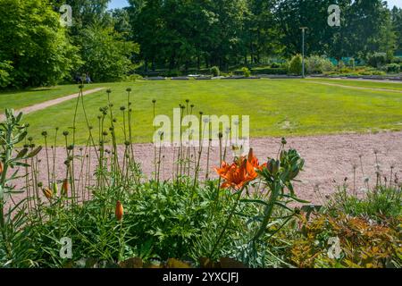 Lit idyllique Daylys orange dans le jardin botanique de Kaisaniemi à Helsinki - le cadre de lit est en acier corten. Fantastique été finlandais. Verre Gree Banque D'Images