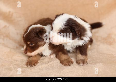 Deux chiots sont assis sur une couverture, dont l'une est brune et blanche Banque D'Images
