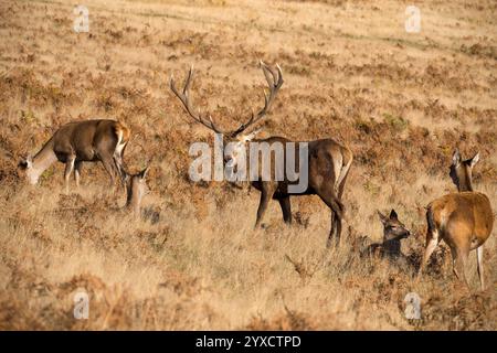 Cerf impérial dominant rouge cerf avec son harem de harem de haies / femelles dans Bradgate Park pendant l'ornière en octobre, Leicestershire, Angleterre, Royaume-Uni Banque D'Images