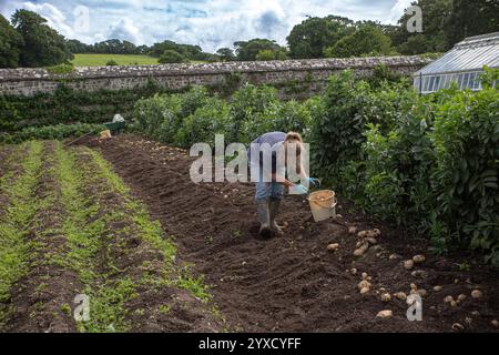 Femme récoltant des pommes de terre au potager Clovelly dans le nord du Devon , Royaume-Uni . Banque D'Images