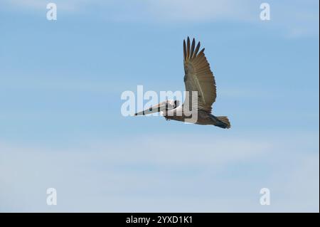 Un Pelican vole avec des ailes étalés sur Un fond ciel bleu Banque D'Images