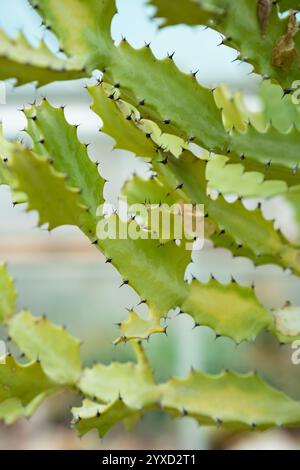 Gros plan sur le bourgeon de cactus de graines de dragon. Bourgeon de fraîcheur de lacté vert euphorbia, fragment de plante succulente. Motif de texture de cactus, photo verticale Banque D'Images