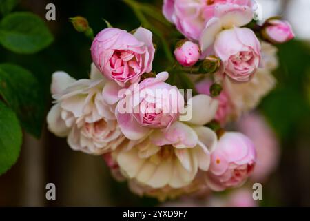 Rose buisson fleur rose Banque D'Images