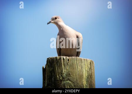 Une colombe eurasienne à collier (Streptopelia decaocto) à Marco Island, en Floride Banque D'Images