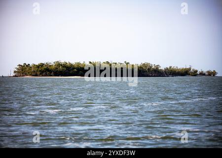 Mangroves de Floride dans le parc national des Everglades, Floride Banque D'Images