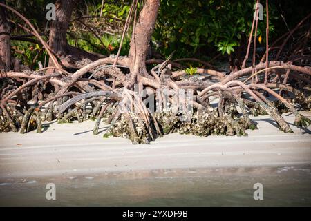 Mangroves de Floride dans le parc national des Everglades, Floride Banque D'Images