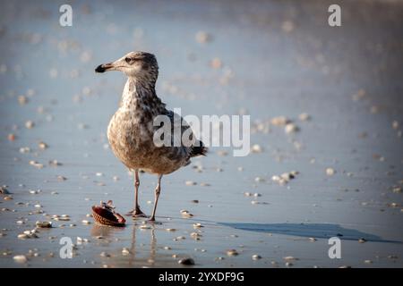 Goéland argenté d'Amérique ou Goéland Smithsonien (Larus smithsonianus ou Larus argentatus smithsonianus) sur l'île Marco, en Floride Banque D'Images