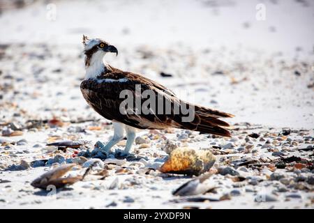 Oiseau Osprey (Pandion haliaetus) près de Marco Island, Floride Banque D'Images