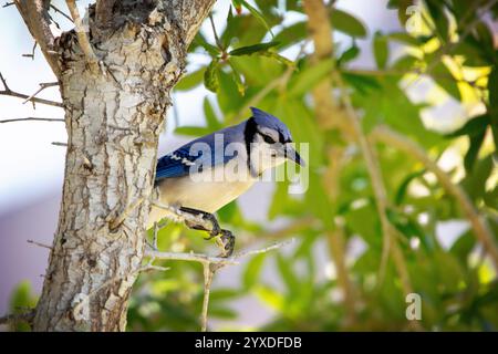 Un Blue Jay de Floride (Cyanocitta cristata) à Marco Island, en Floride Banque D'Images