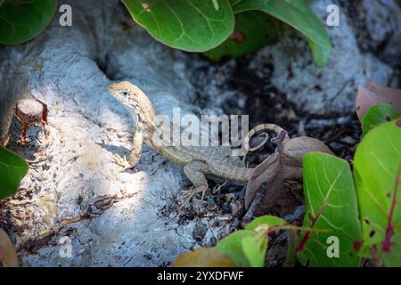 Lézard à queue bouclée du Nord (Leiocephalus carinatus) sur l'île Marco, en Floride Banque D'Images