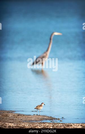 Un Pluvier gris ou pluvier à ventre noir (Pluvialis squatarola) au premier plan et un grand héron bleu (Ardea herodias) en arrière-plan à Tigertail Beach, Floride Banque D'Images