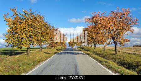 Allée des cerisiers, vue automnale colorée de la route et de l'allée des cerisiers, en latin Prunus avium Banque D'Images