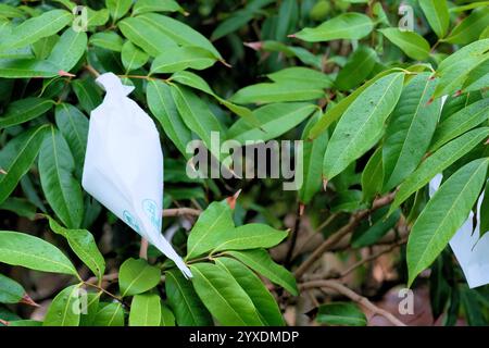 Ensachage de mangue utilisé pour prévenir les maladies et contrôler les insectes nuisibles ainsi que les frottements et les dommages entre les fruits améliorant la douceur de surface ; mangues. Banque D'Images