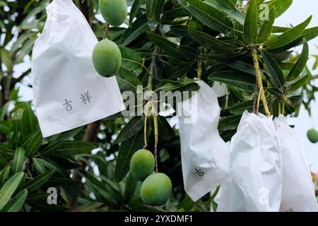 Ensachage de mangue utilisé pour prévenir les maladies et contrôler les insectes nuisibles ainsi que les frottements et les dommages entre les fruits améliorant la douceur de surface ; mangues. Banque D'Images