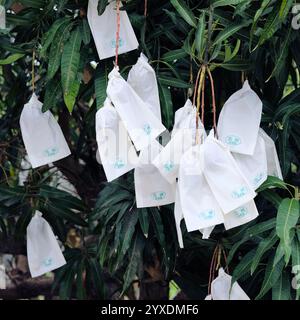 Ensachage de mangue utilisé pour prévenir les maladies et contrôler les insectes nuisibles ainsi que les frottements et les dommages entre les fruits améliorant la douceur de surface ; mangues. Banque D'Images