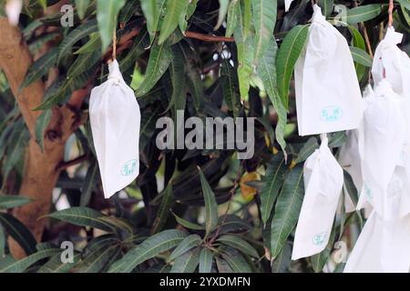 Ensachage de mangue utilisé pour prévenir les maladies et contrôler les insectes nuisibles ainsi que les frottements et les dommages entre les fruits améliorant la douceur de surface ; mangues. Banque D'Images