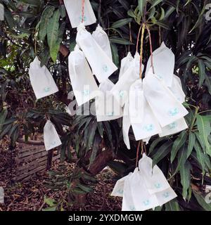 Ensachage de mangue utilisé pour prévenir les maladies et contrôler les insectes nuisibles ainsi que les frottements et les dommages entre les fruits améliorant la douceur de surface ; mangues. Banque D'Images