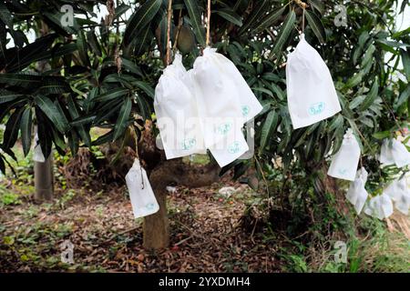 Ensachage de mangue utilisé pour prévenir les maladies et contrôler les insectes nuisibles ainsi que les frottements et les dommages entre les fruits améliorant la douceur de surface ; mangues. Banque D'Images