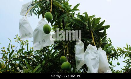 Ensachage de mangue utilisé pour prévenir les maladies et contrôler les insectes nuisibles ainsi que les frottements et les dommages entre les fruits améliorant la douceur de surface ; mangues. Banque D'Images