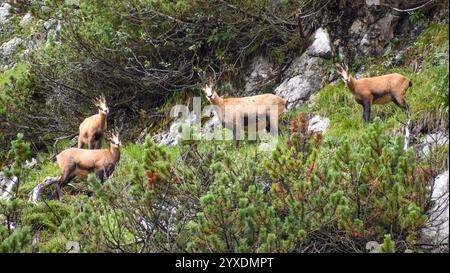 Famille de chamois alpins (Rupicapra rupicapra) à l'état sauvage entre pins nains de montagne (Pinus mugo), vu dans les alpes bavaroises, Berchtesgaden national Banque D'Images