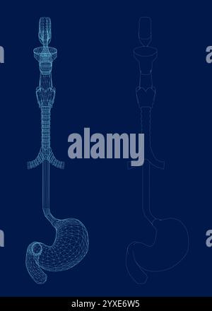 Contour de l'estomac humain et illustration vectorielle filaire Illustration de Vecteur