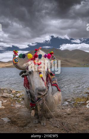 Yak tibétain blanc décoré au lac Yamdrok au Tibet, Chine. Ciel bleu avec espace de copie Banque D'Images