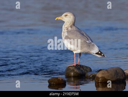 Goéland argenté (Larus smithsonianus) Sacramento Comté Californie États-Unis Banque D'Images