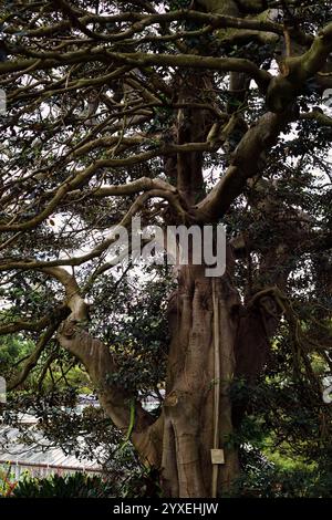 Figue Port Jackson, détails des arbres, jardins botaniques royaux de Sydney Banque D'Images