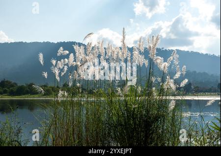 Le paysage d'un lac avec des fleurs de roseau est en fleurs sur un été ensoleillé contre des montagnes en arrière-plan. Banque D'Images