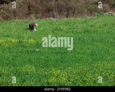 Le champ de printemps avec une vieille femme récolte des verts sauvages, Sicile, Italie Banque D'Images