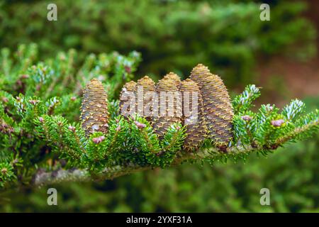 Cônes d'Abies koreana. Le sapin coréen. conifères à feuilles persistantes. Banque D'Images