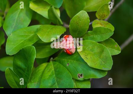 Fruits rouges de Magnolia loebneri. Le petit arbre à fleurs feuillus compact à plusieurs tiges Banque D'Images