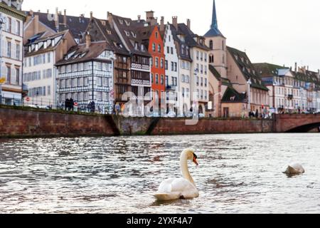 Paysage vue sereine le cygne glisse sur le canal du Rhin dans le quartier de Strasbourg la petite France contre un bâtiment historique à colombages Banque D'Images