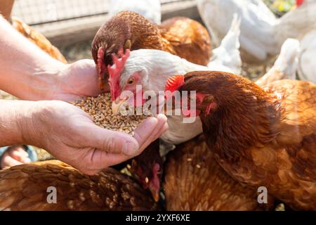 Le fermier nourrit ses poules à la main avec du grain. Concept d'agriculture biologique naturelle Banque D'Images